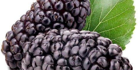 Dudova bobica (dud): fotografija, korist i šteta